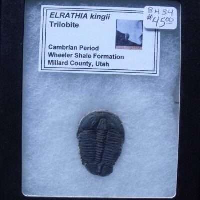 Fossil Elrathia Trilobite
