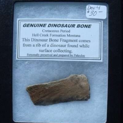Genuine Dinosaur Bone Fragment