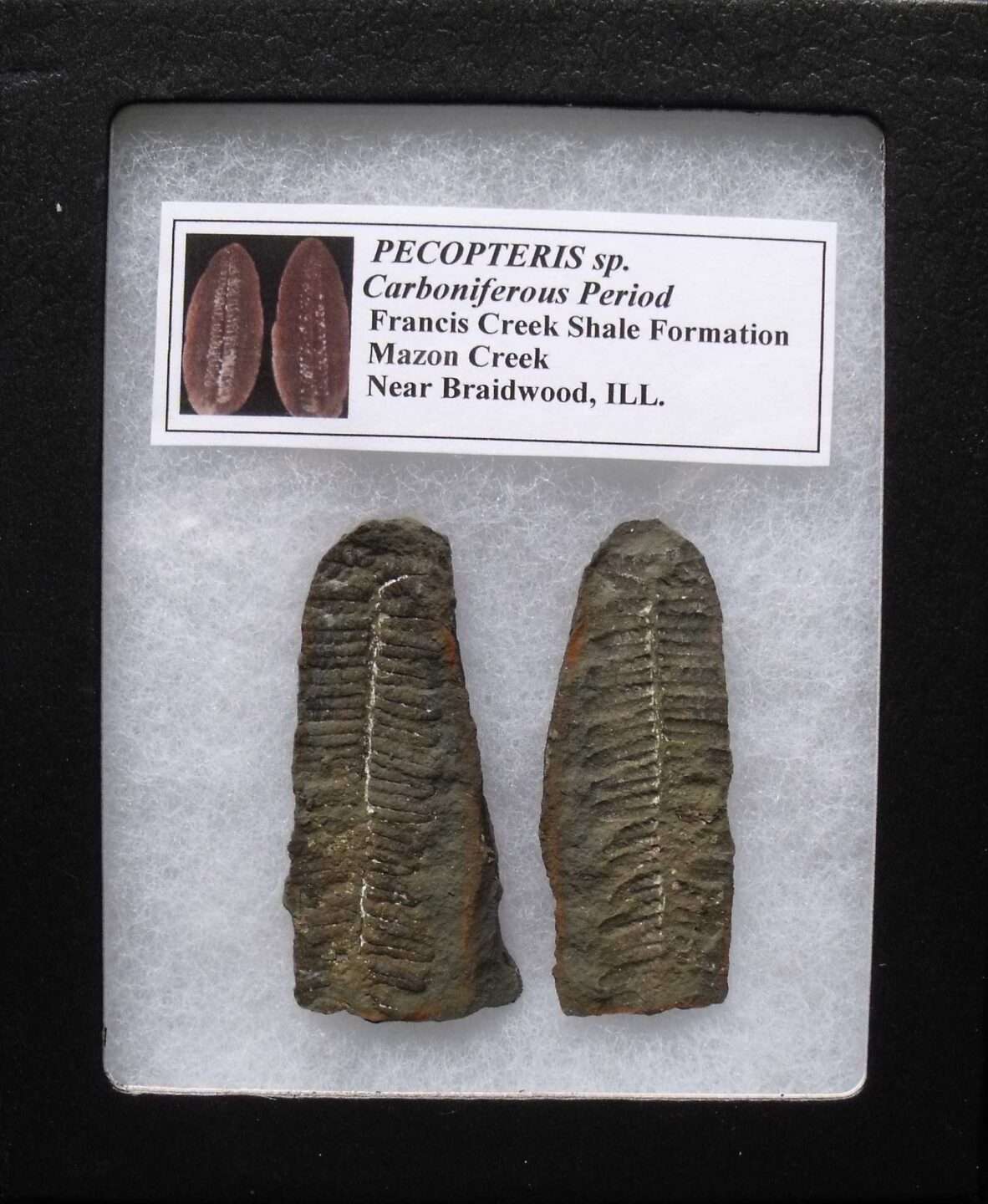 Detailed Fossil Fern