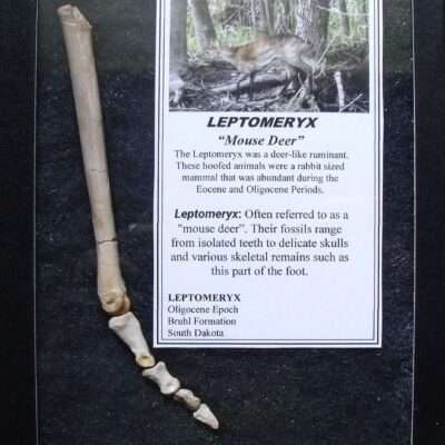 Prehistoric Deer Fossil