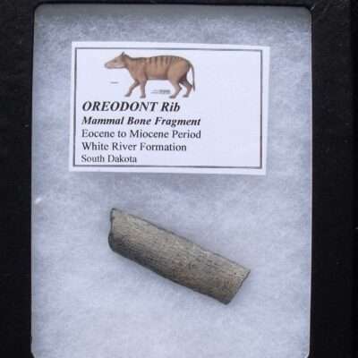 Partial Oreodont Rib