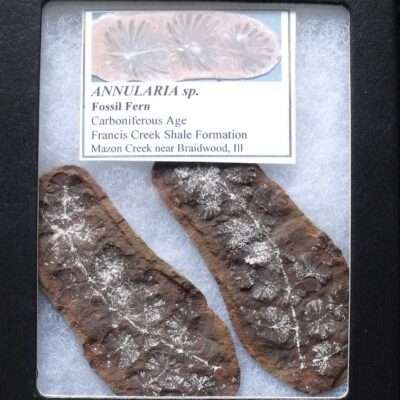Fossil Annularia Stem