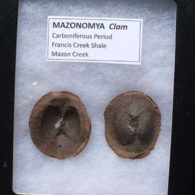 Fossil Mazon Creek Clam