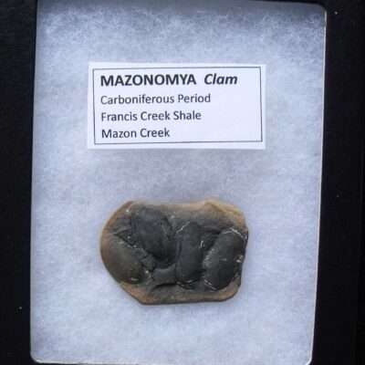 Group of Fossil Clams