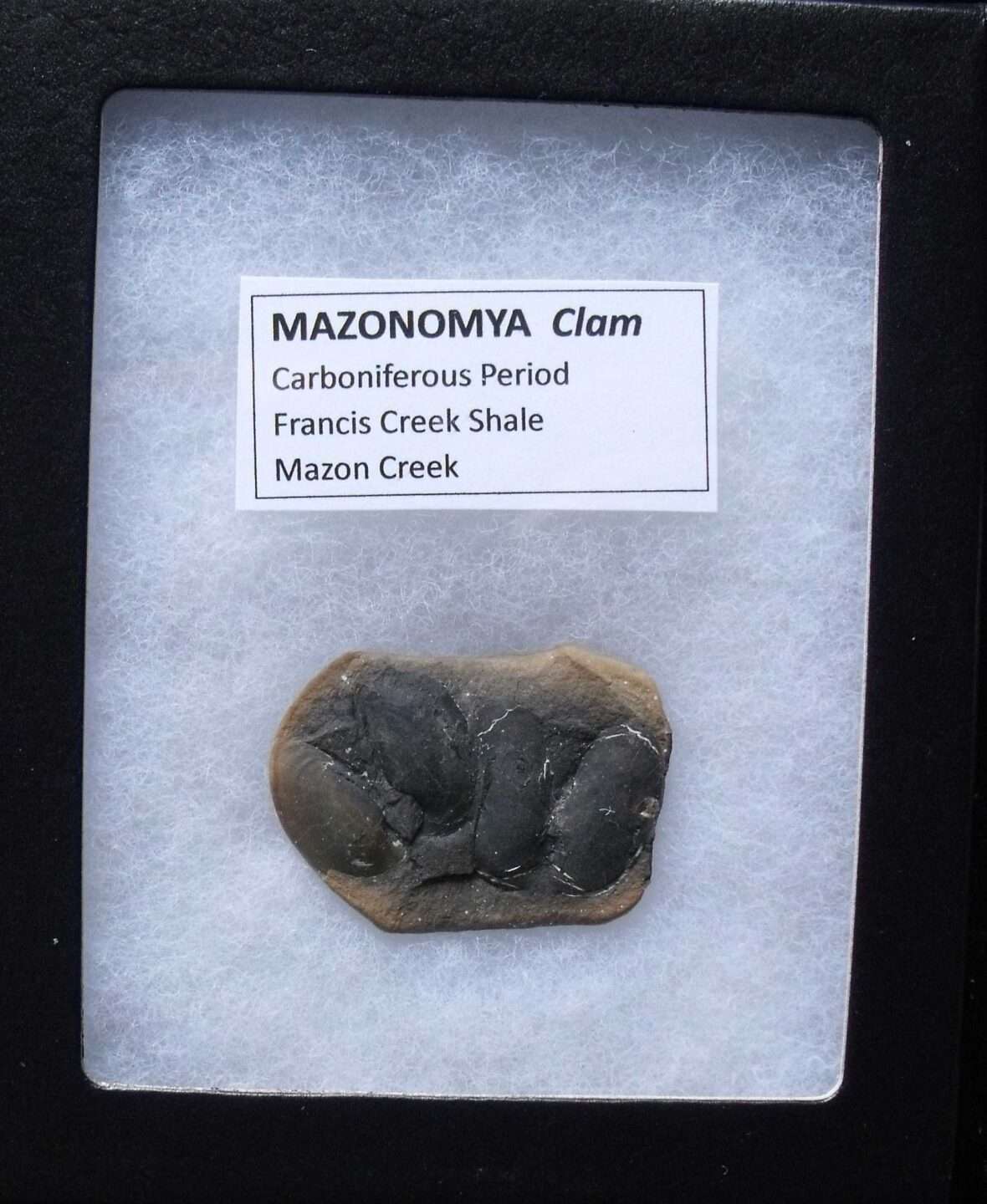 Group of Fossil Clams