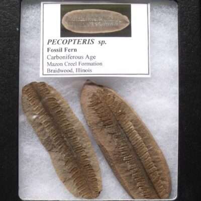 Fossil Pecopteris unita Fern