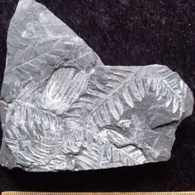 Fossil Seed and Fern