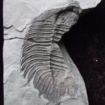 Arctinurus Negative Partial
