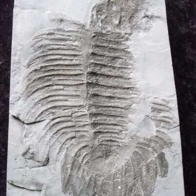 Negative Partial Arctinurus