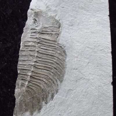Partial Arctinurus Trilobite