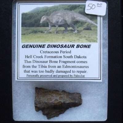 Dinosaur Bone Fragment