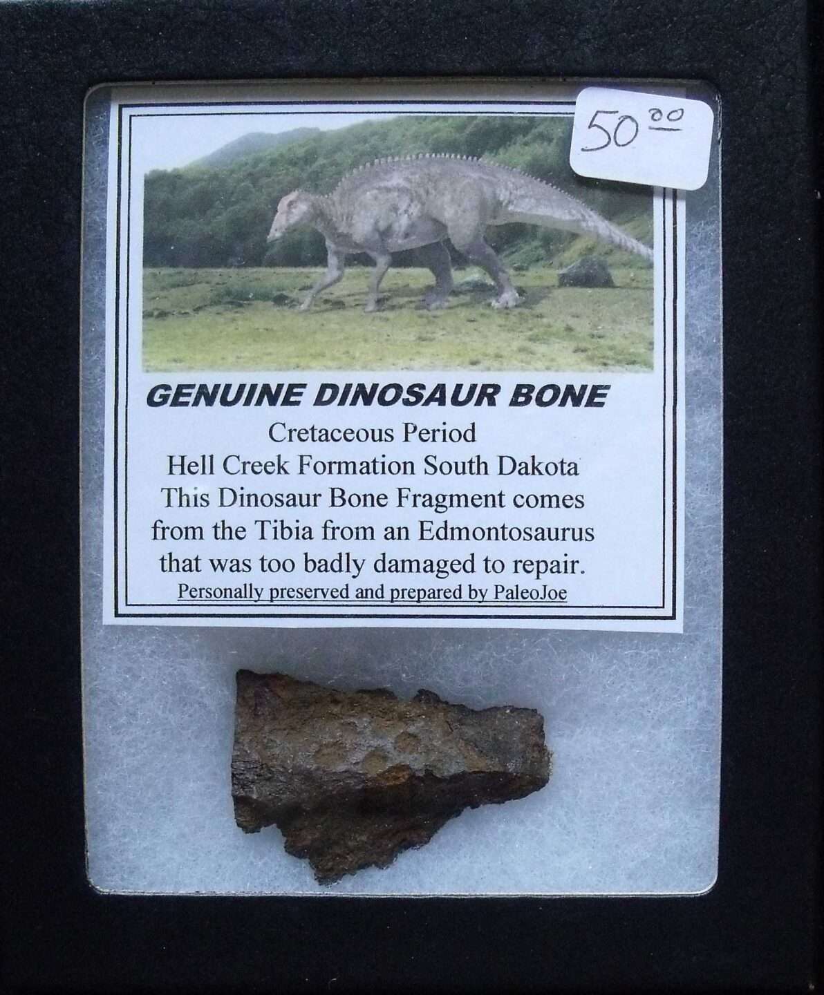 Dinosaur Bone Fragment