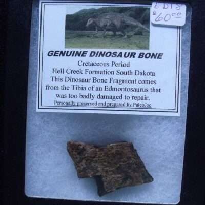 Edmontosaurus Bone Fragment