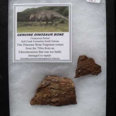 Two Dinosaur Bone fragments