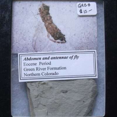 Fossil Insect Abdomen