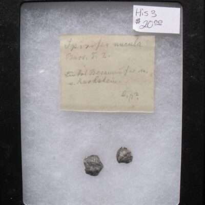 Czech Fossil Brachiopods
