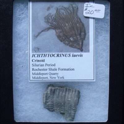 Fossil Icthyocrinus Crinoid Arms