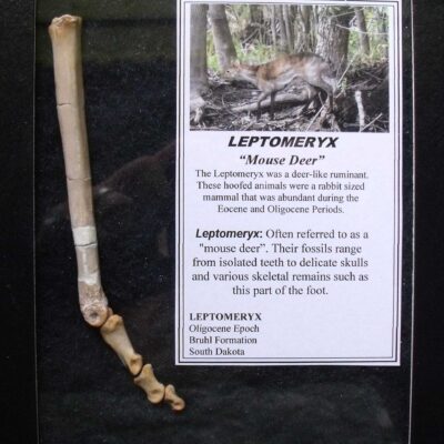 Fossil Deer Foot bones