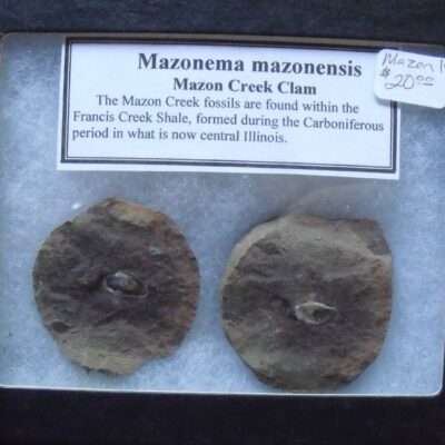 Mazonema Fossil Clam