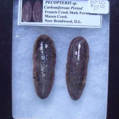 Fossil Fern Leaf