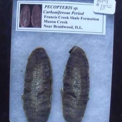 Mazon Creek Fern