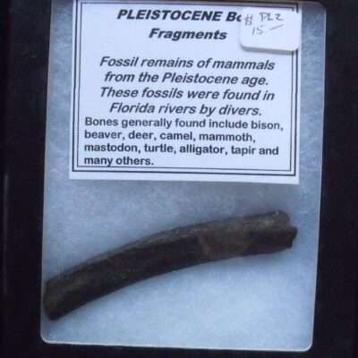 Small mammal Rib Fossil