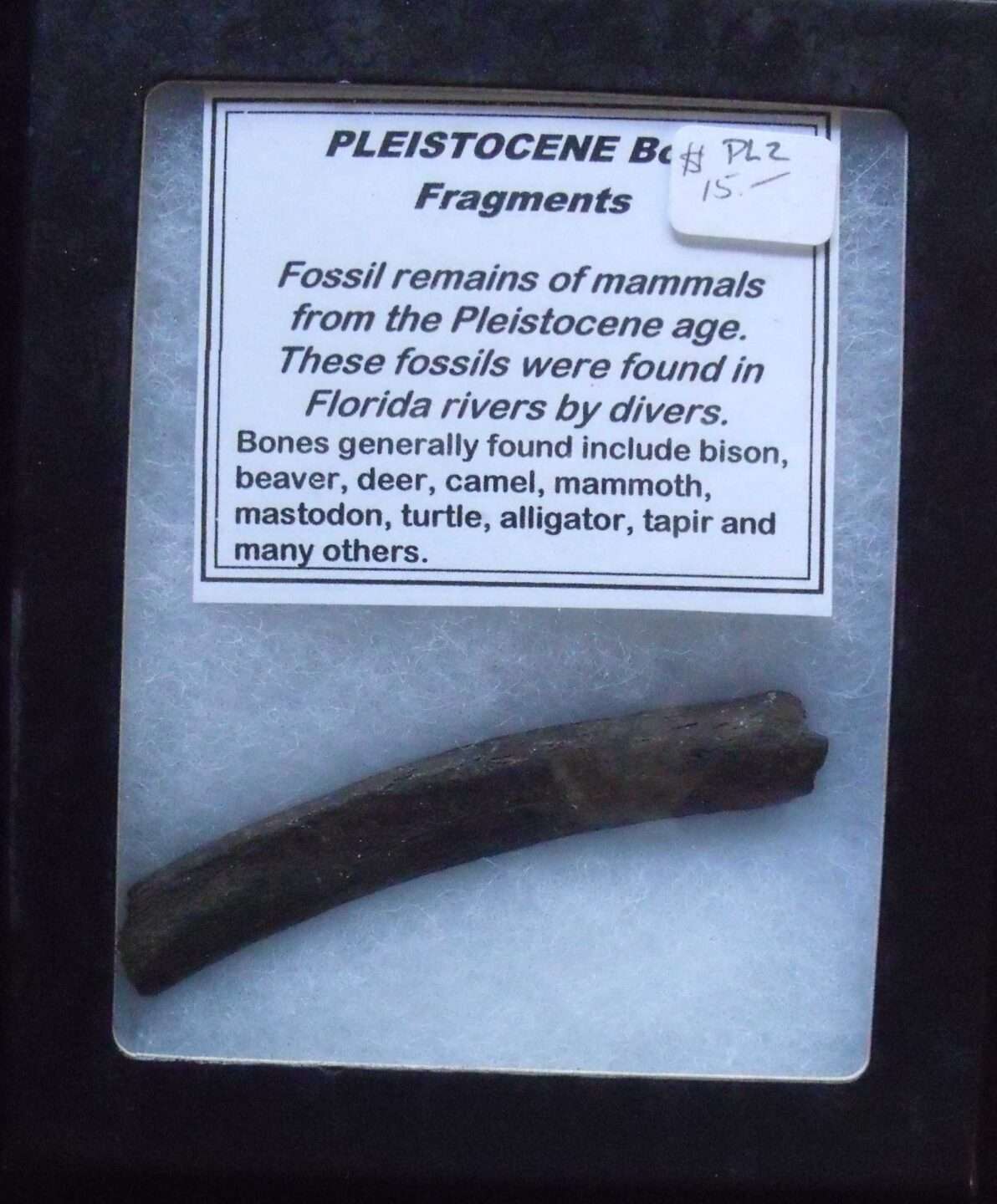 Small mammal Rib Fossil