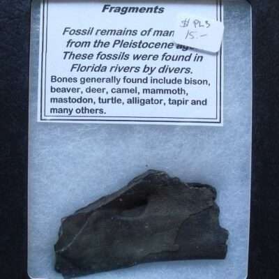 Partial Fossil Jaw