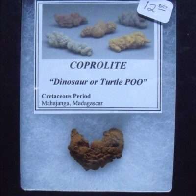 Fossil Dinosaur Coprolite Poo