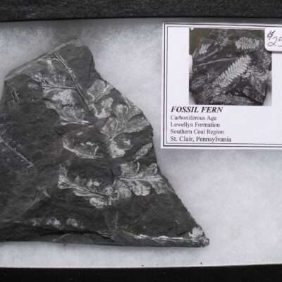 Sphenopteris Fossil Fern