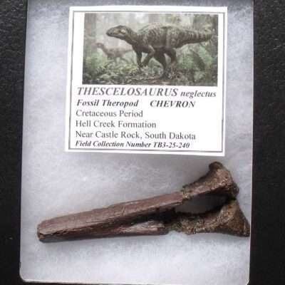 Fossil Thecelosaurus Chevron