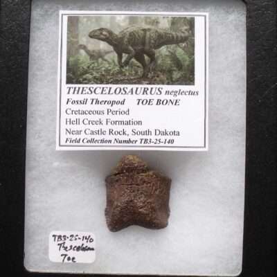 Fossil Thecelosaurus Toe Bone