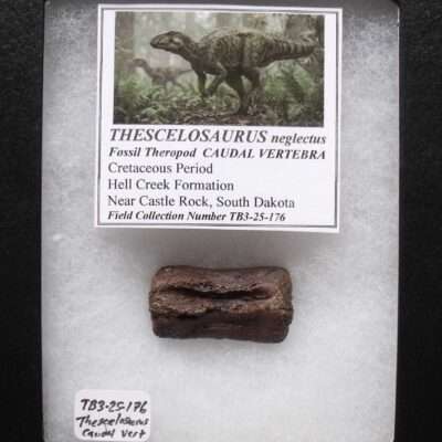 Fossil Thecelosaurus Vertebra