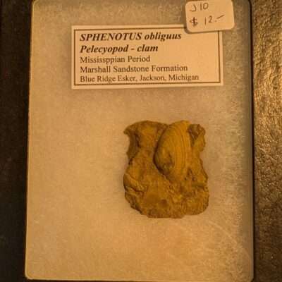 Fossil Pelecypod Clam